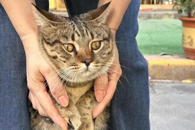吸猫猫除异味空气净化器选购全攻略：告别踩雷守护清新空气(图1)