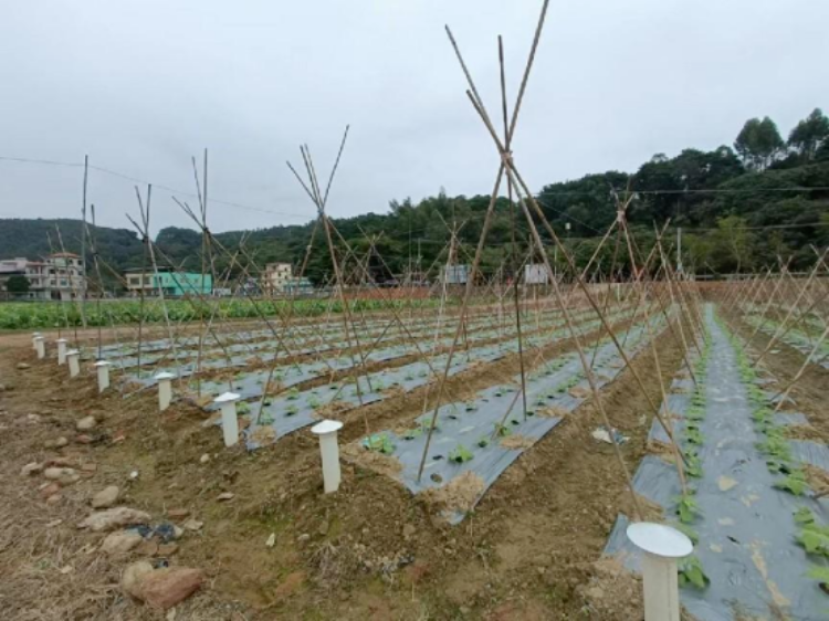 惠州市博罗县积极探索农村生活污水资源化利用有效方式-广东省农业农村厅(图2)
