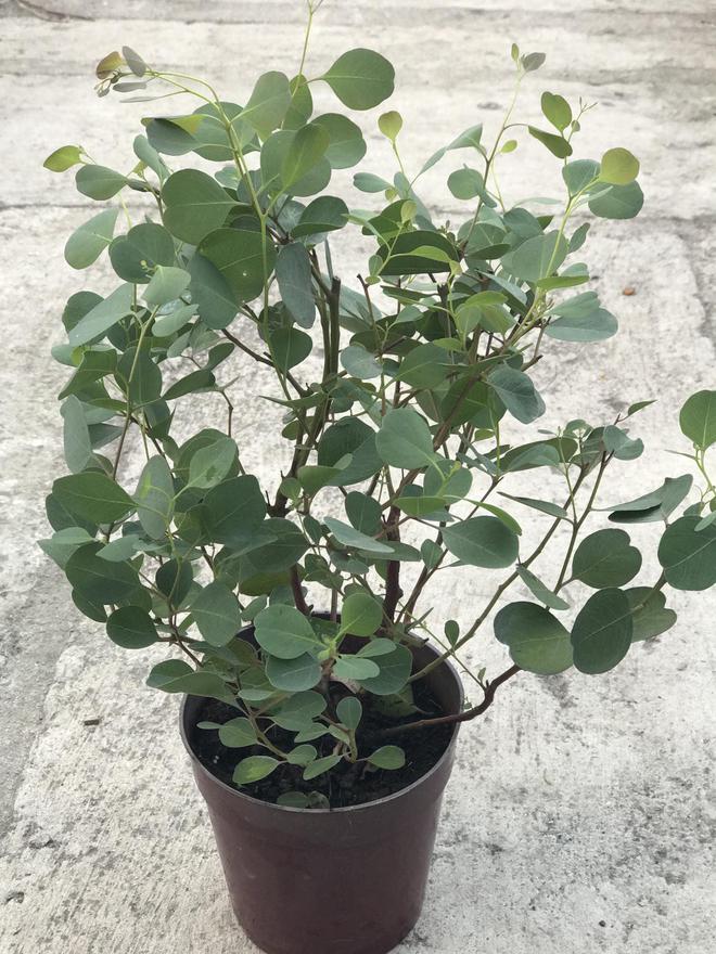 紫色苹果尤加利花毒性探究(图1)