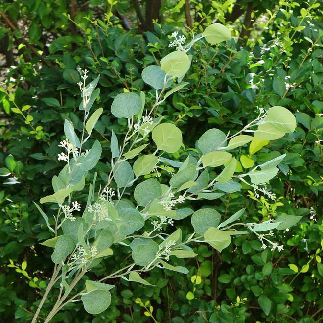 紫色苹果尤加利花毒性探究(图3)